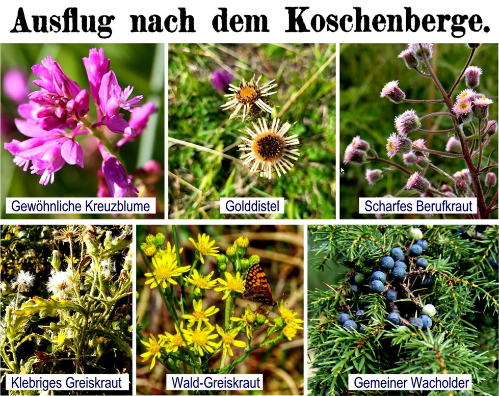 KOSCHENBERG PFLANZEN_resize.jpg