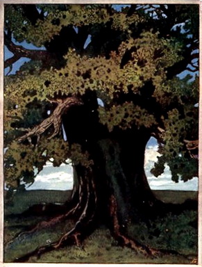 Schöner alter Baum_resize.jpg